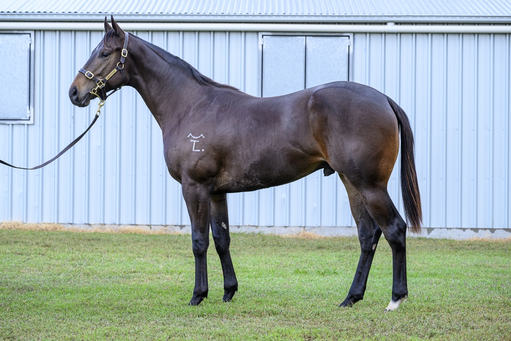 Better Than Ready (AUS) / Venture Capital (AUS) 2024 Colt - Image 1