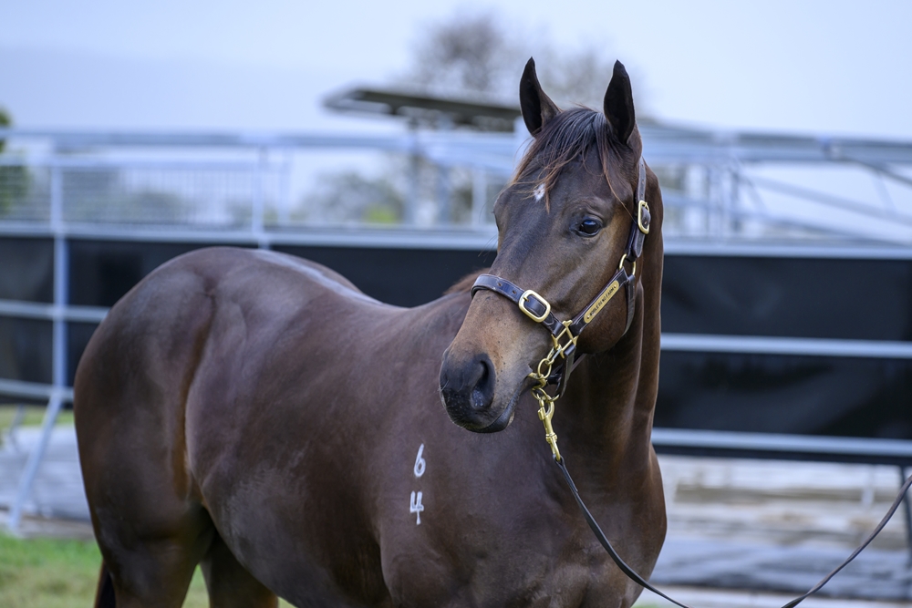 Better Than Ready (AUS) / Venture Capital (AUS) 2024 Colt - Image 2