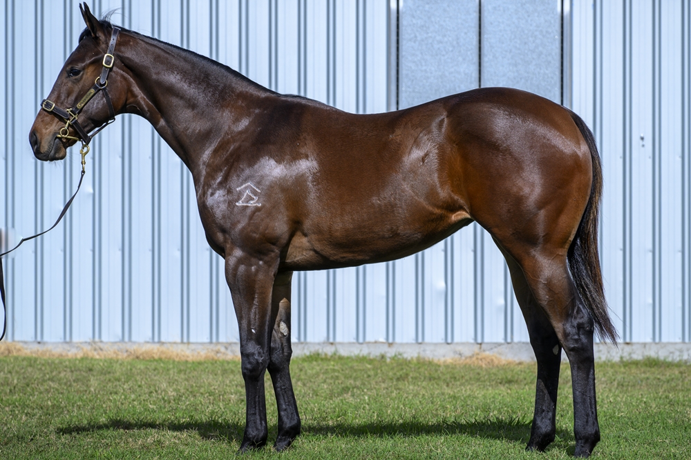 Astern (AUS) / Chatuchak (AUS) 2024 Filly - Image 1