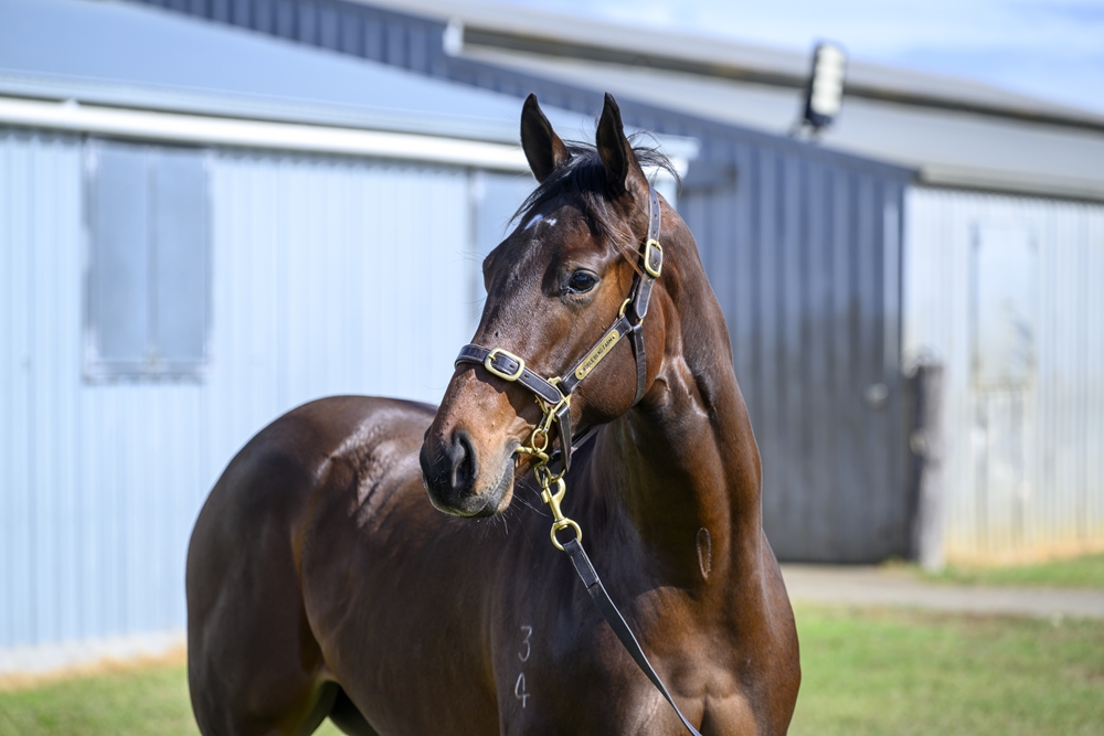Astern (AUS) / Chatuchak (AUS) 2024 Filly - Image 2