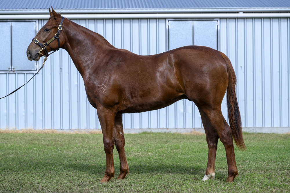 Winning Rupert (AUS) / Ginger Rock (AUS) 2024 Colt - Image 1