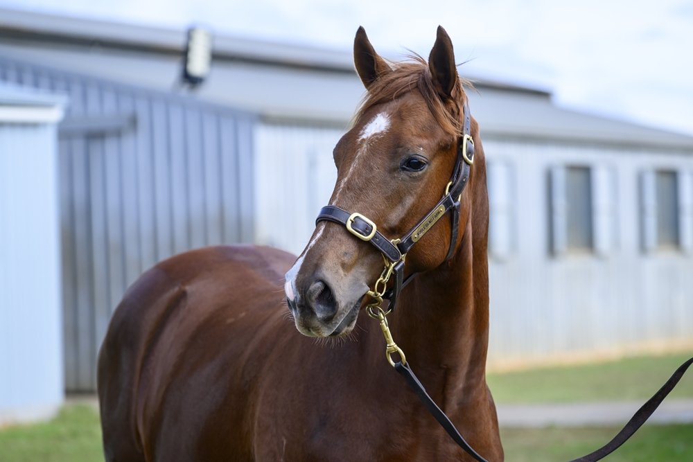 Winning Rupert (AUS) / Ginger Rock (AUS) 2024 Colt - Image 2