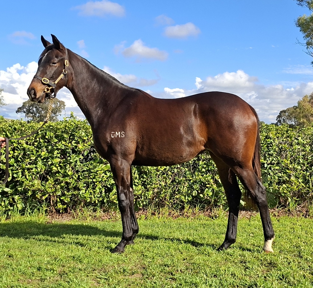 Pinatubo (IRE) / Katy's Daughter (AUS) 2024 Filly - Image 1