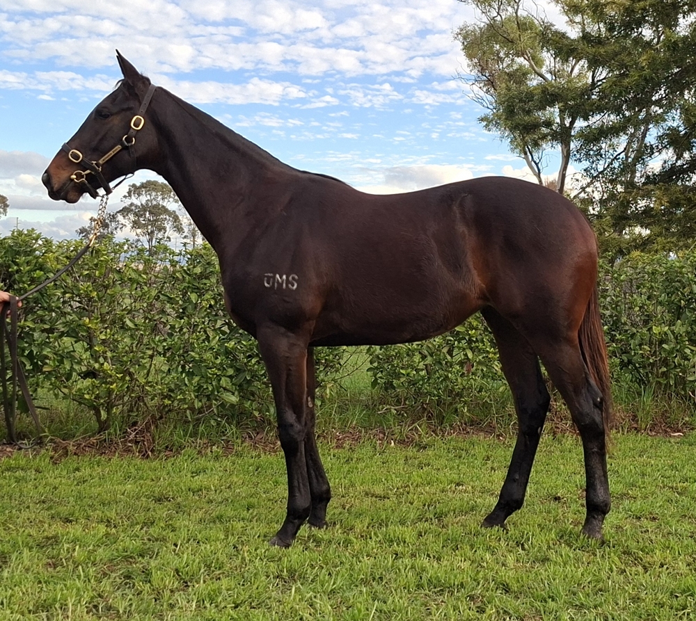 Pinatubo (IRE) / River Bird (AUS) 2024 Filly - Image 1