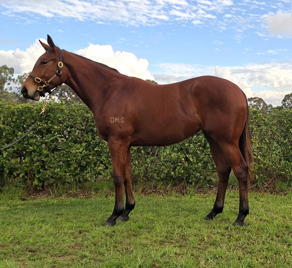 Pride of Dubai (AUS) / Saga's Gift (AUS) 2024 Filly - Image 1