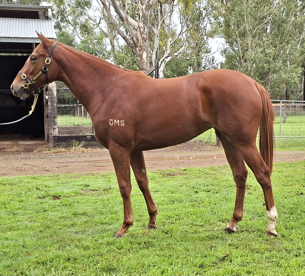 Victor Ludorum (GB) / Boredom (AUS) 2024 Filly - Image 1