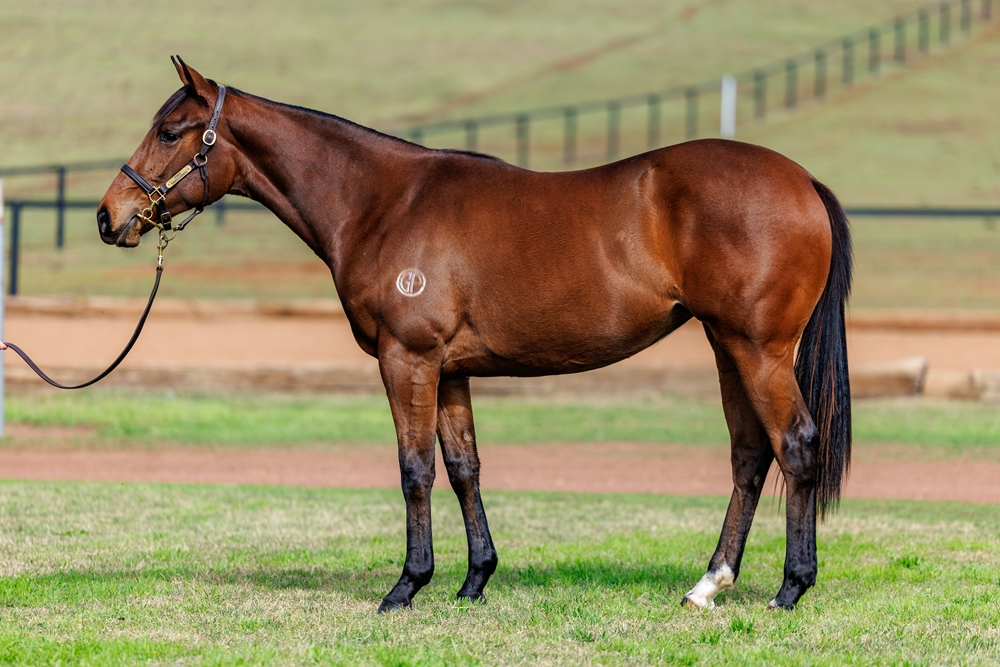 Pinatubo (IRE) / Miss Dior (AUS) 2024 Filly - Image 1