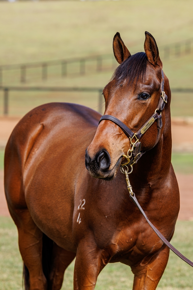 Pinatubo (IRE) / Miss Dior (AUS) 2024 Filly - Image 2