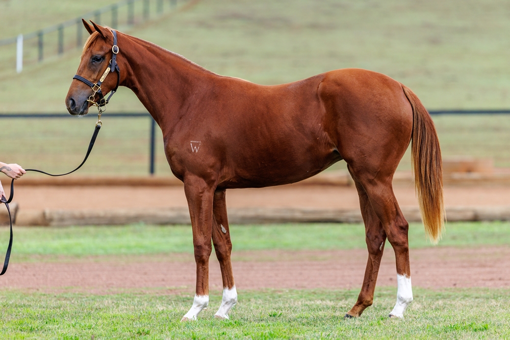 Anamoe (AUS) / Miss Gaga (AUS) 2024 Filly - Image 1
