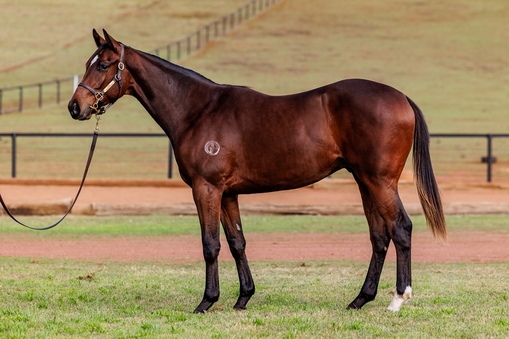 Acrobat (AUS) / Arctic Miss (AUS) 2024 Colt - Image 1