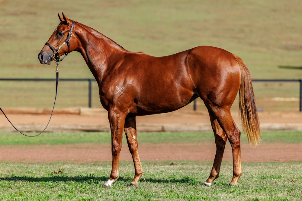 Sun City (AUS) / Playful Miss (AUS) 2024 Filly - Image 1