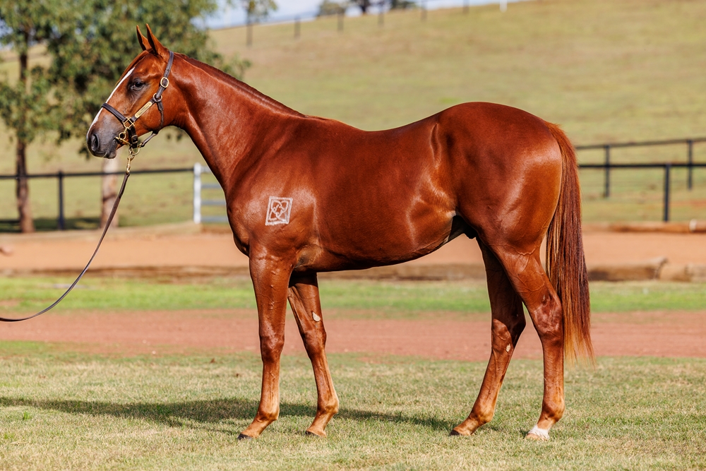 Singing (FR) / Go Arrivederci (AUS) 2024 Colt - Image 1
