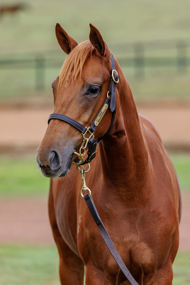 Anamoe (AUS) / Miss Gaga (AUS) 2024 Filly - Image 2