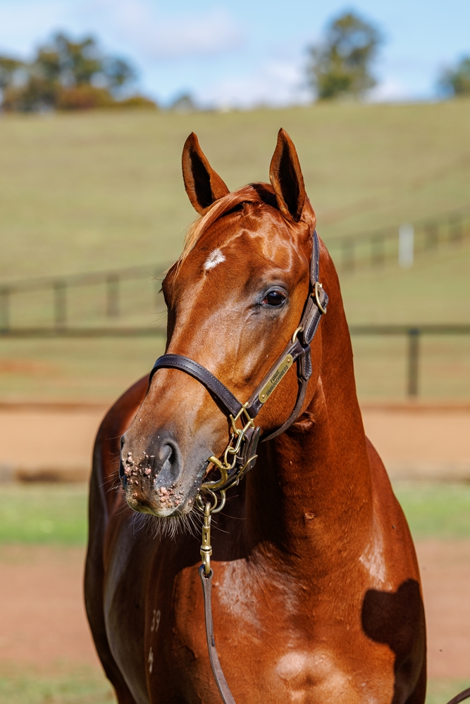 Sun City (AUS) / Playful Miss (AUS) 2024 Filly - Image 2