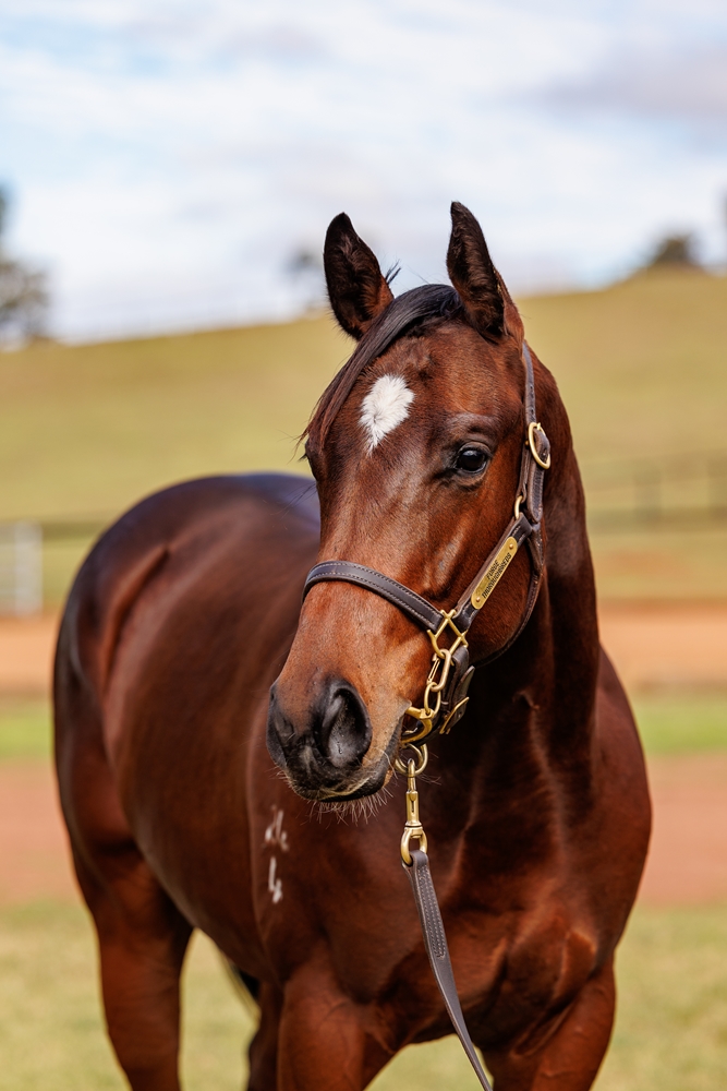 Acrobat (AUS) / Arctic Miss (AUS) 2024 Colt - Image 2