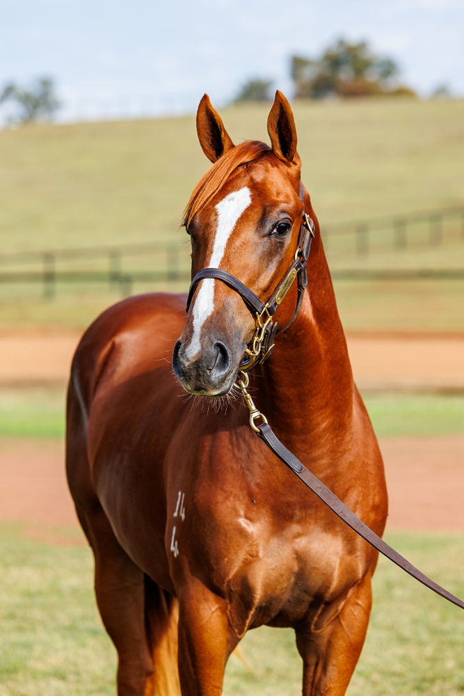 Singing (FR) / Go Arrivederci (AUS) 2024 Colt - Image 2