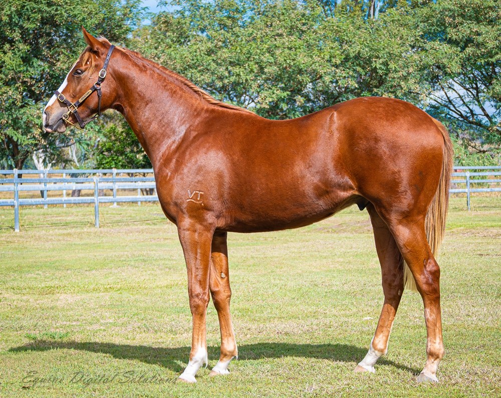 Ellsberg (AUS) / Reina Danzante (AUS) 2024 Colt - Image 1