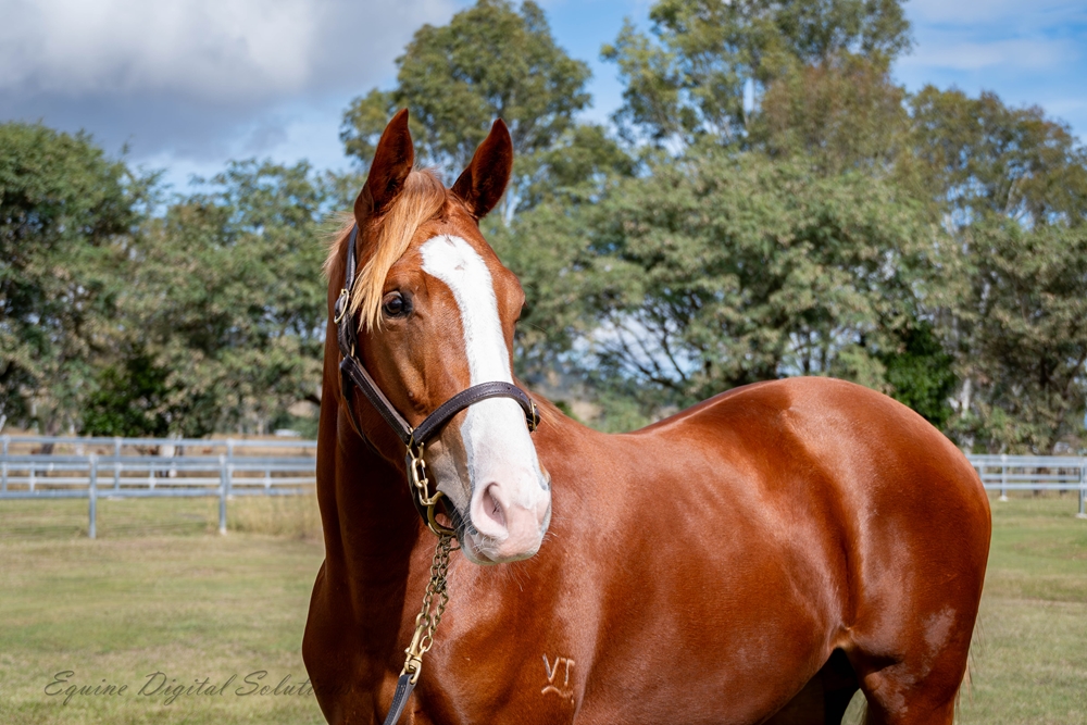 Ellsberg (AUS) / Reina Danzante (AUS) 2024 Colt - Image 2