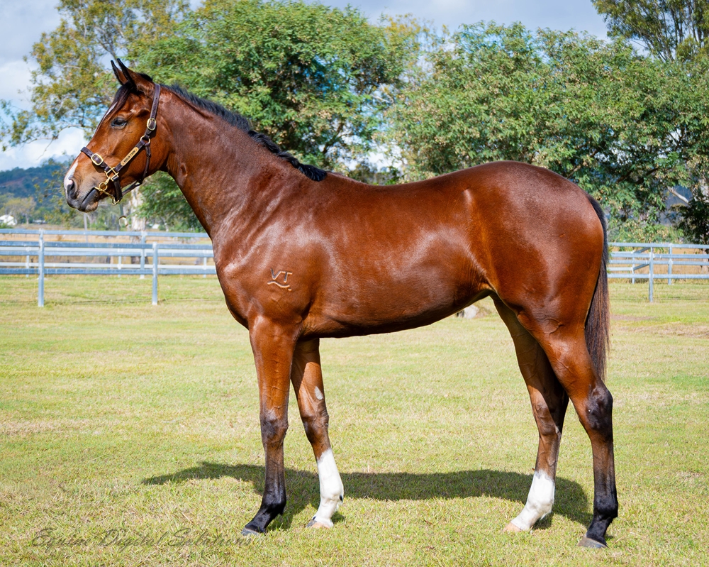 Acrobat (AUS) / Mallaco Princess (AUS) 2024 Filly - Image 1