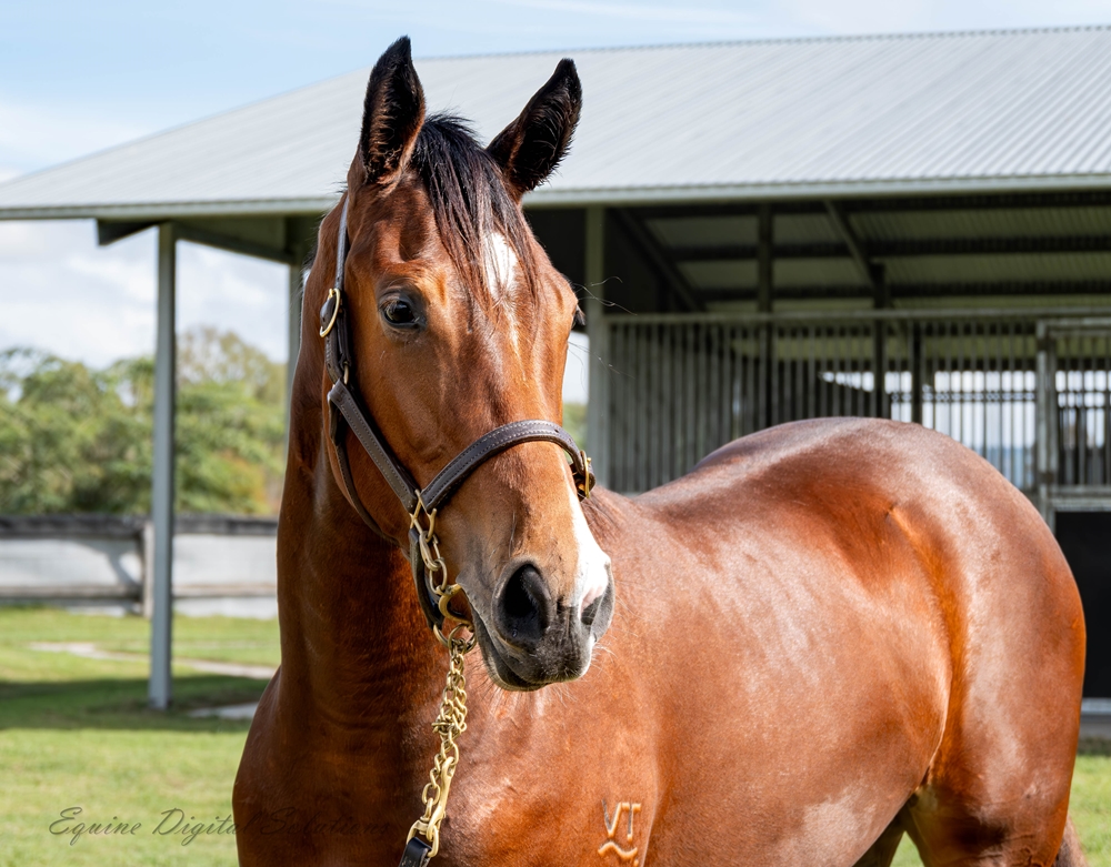 Acrobat (AUS) / Mallaco Princess (AUS) 2024 Filly - Image 2