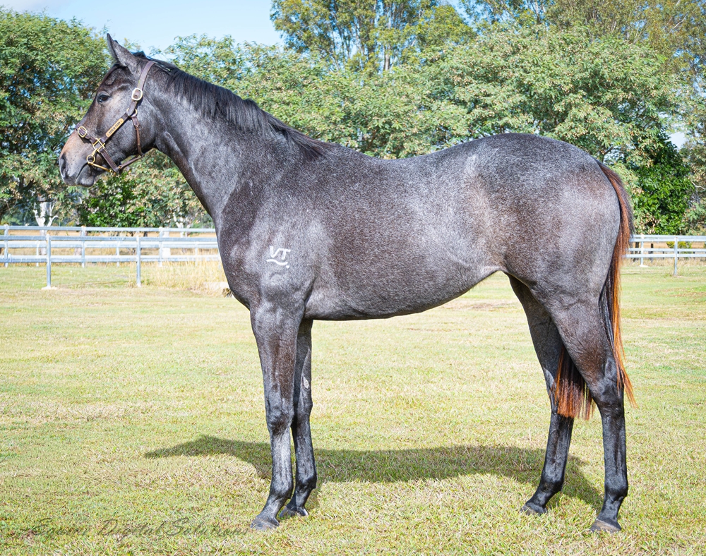 North Pacific (AUS) / Murtle Miss (AUS) 2024 Filly - Image 1