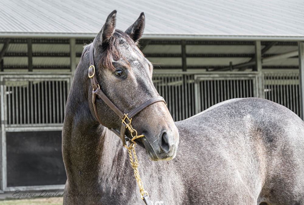 North Pacific (AUS) / Murtle Miss (AUS) 2024 Filly - Image 2