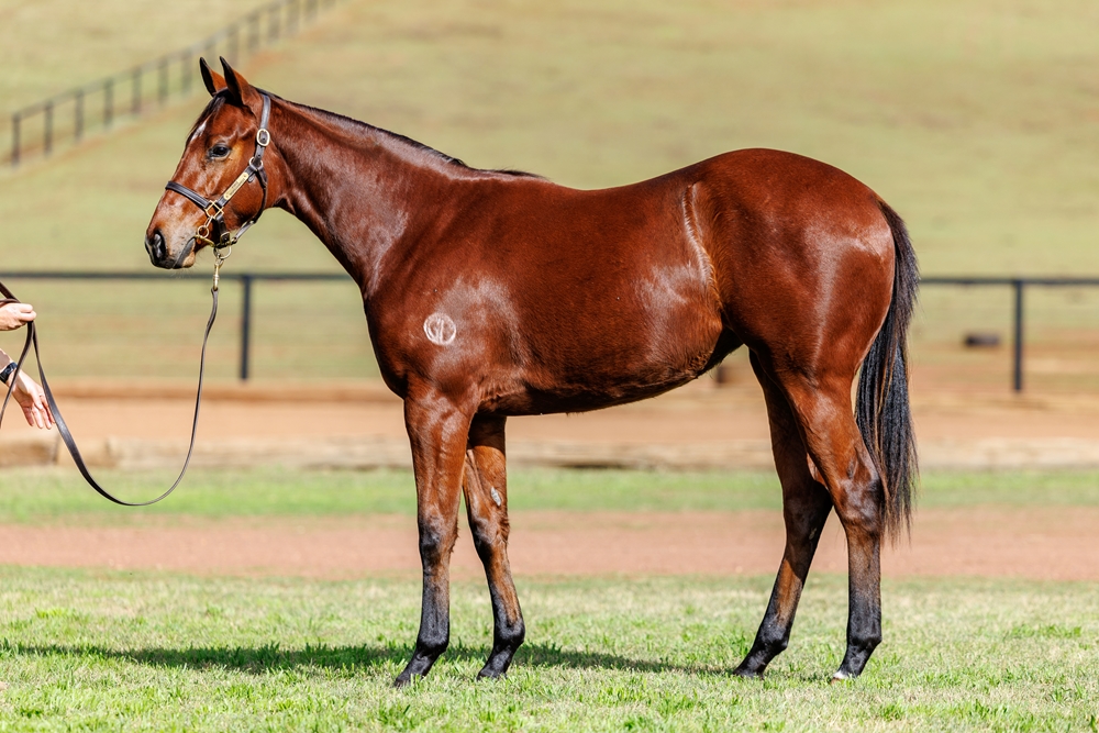 Capitalist (AUS) / Queen Himiko (AUS) 2024 Filly - Image 1