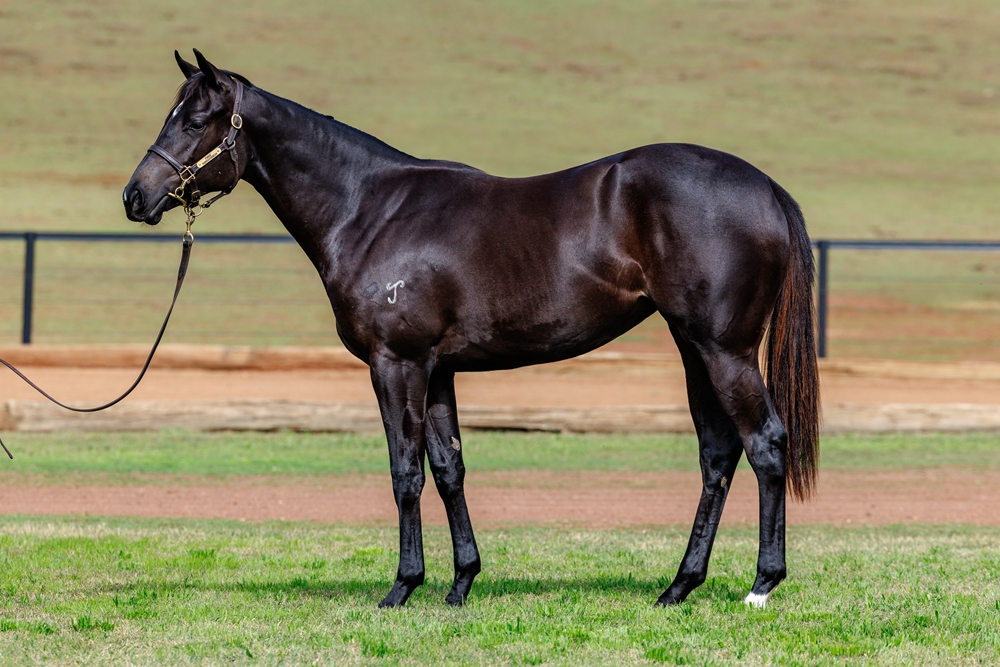Hellbent (AUS) / Time to Leave (AUS) 2024 Filly - Image 1