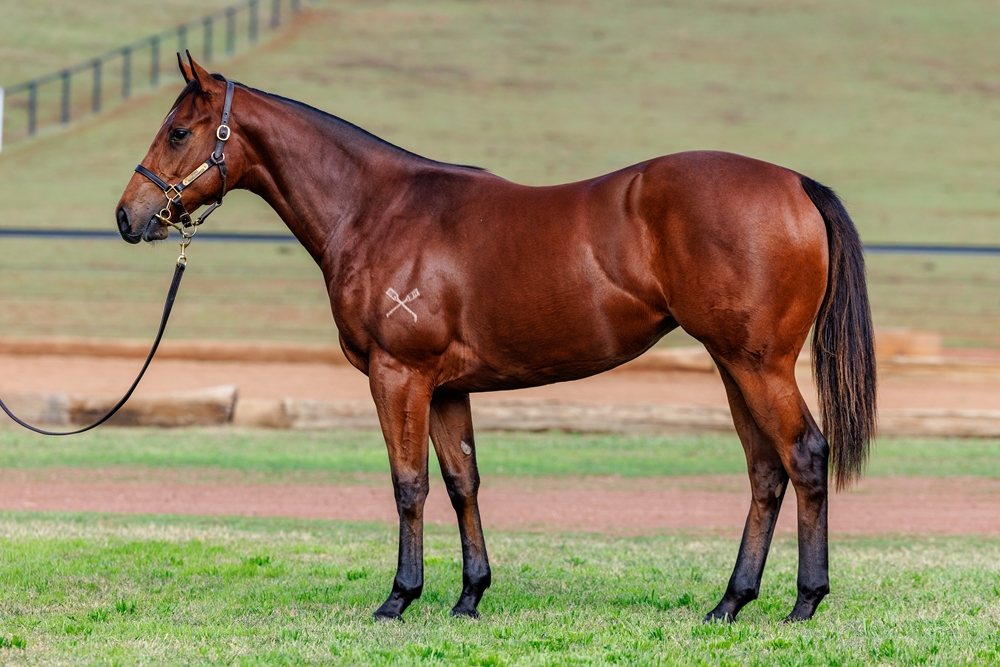 Microphone (AUS) / Samindi (AUS) 2024 Filly - Image 1