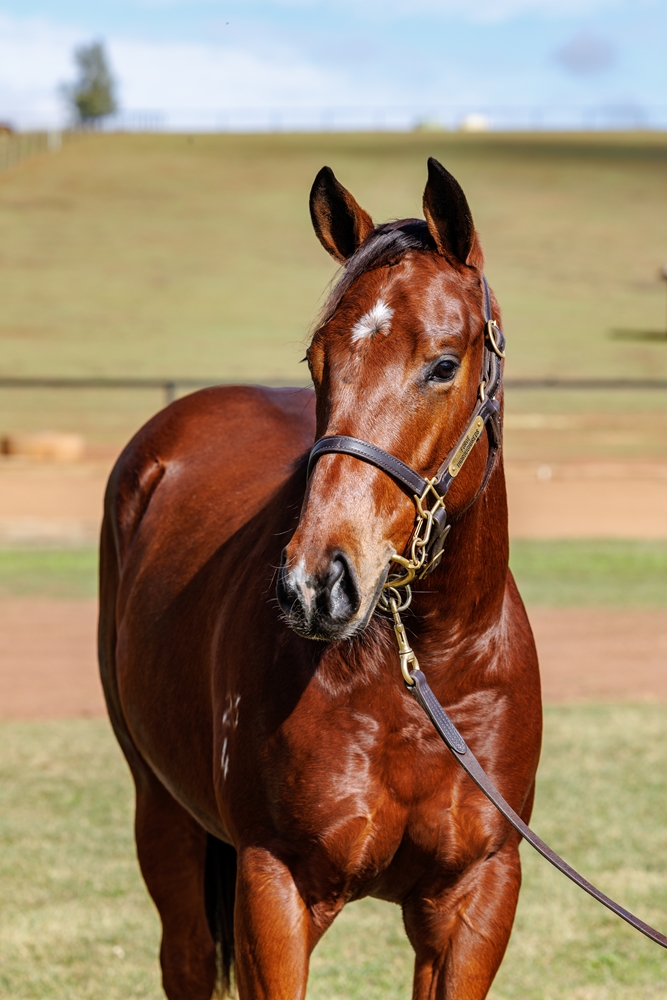 Capitalist (AUS) / Queen Himiko (AUS) 2024 Filly - Image 2