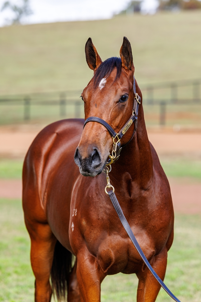 Microphone (AUS) / Samindi (AUS) 2024 Filly - Image 2