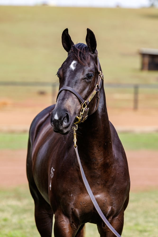 Hellbent (AUS) / Time to Leave (AUS) 2024 Filly - Image 2