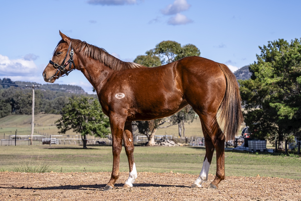 Invader (AUS) / Havelka (AUS) 2024 Filly - Image 1
