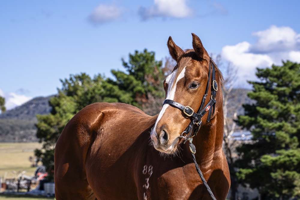 Invader (AUS) / Havelka (AUS) 2024 Filly - Image 2