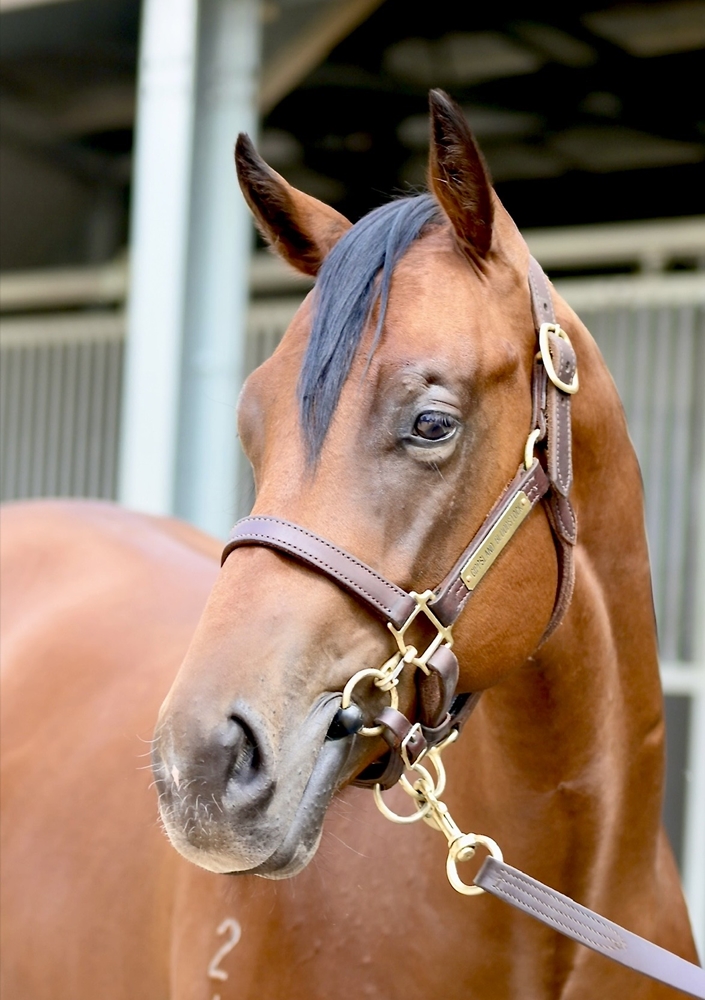 Stay Inside (AUS) / Alpine Bronze (AUS) 2024 Colt - Image 1