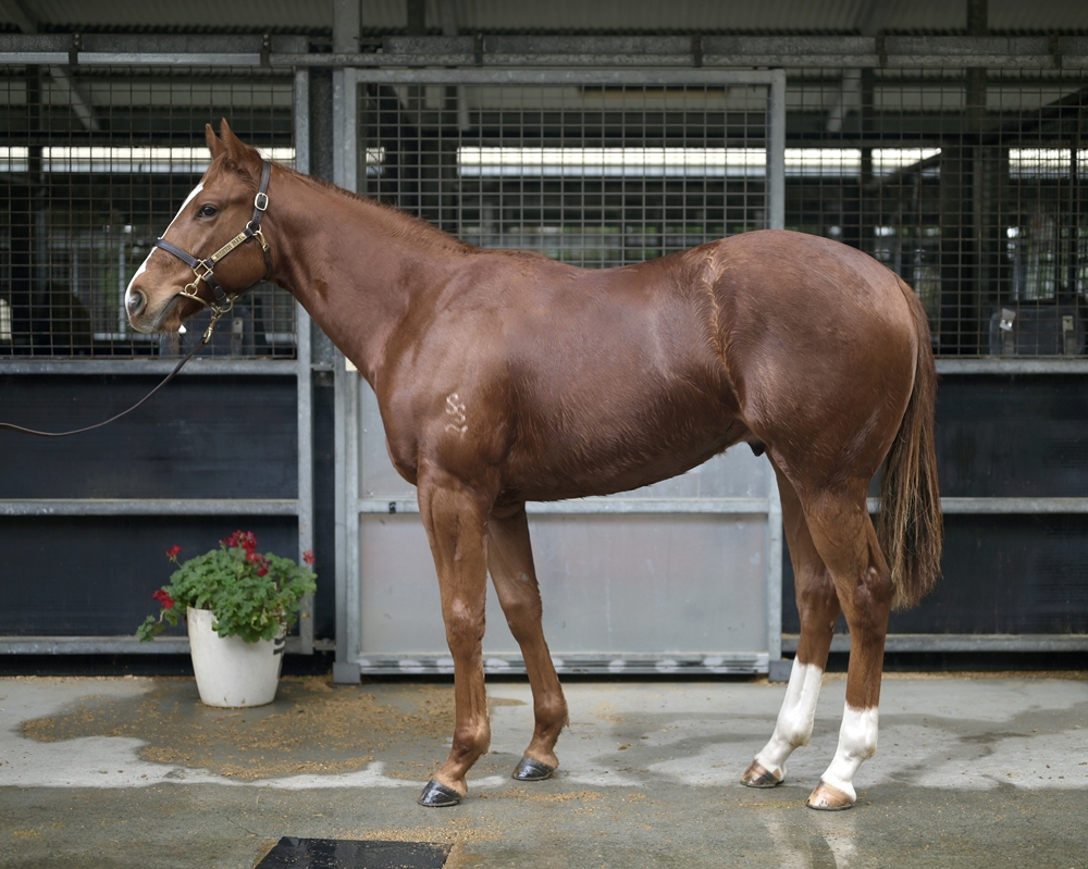 Capitalist (AUS) / Charlety Star (AUS) 2024 Colt - Image 1