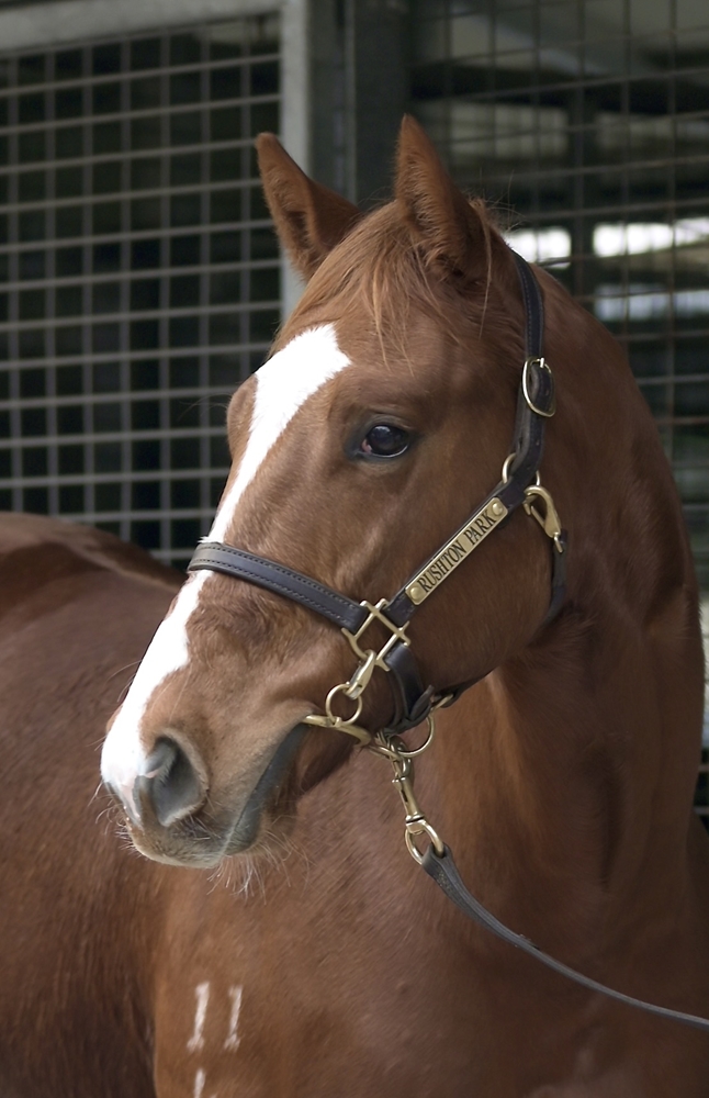 Capitalist (AUS) / Charlety Star (AUS) 2024 Colt - Image 2