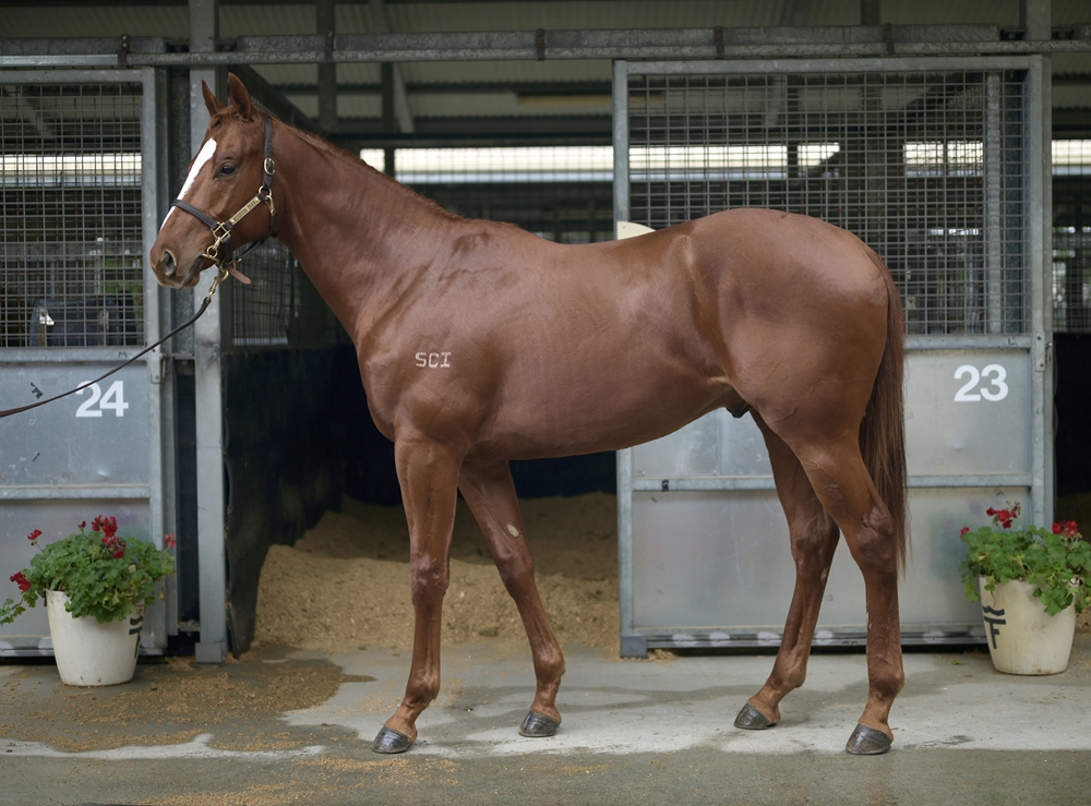 Best of Bordeaux (AUS) / Maldicion (AUS) 2024 Colt - Image 1