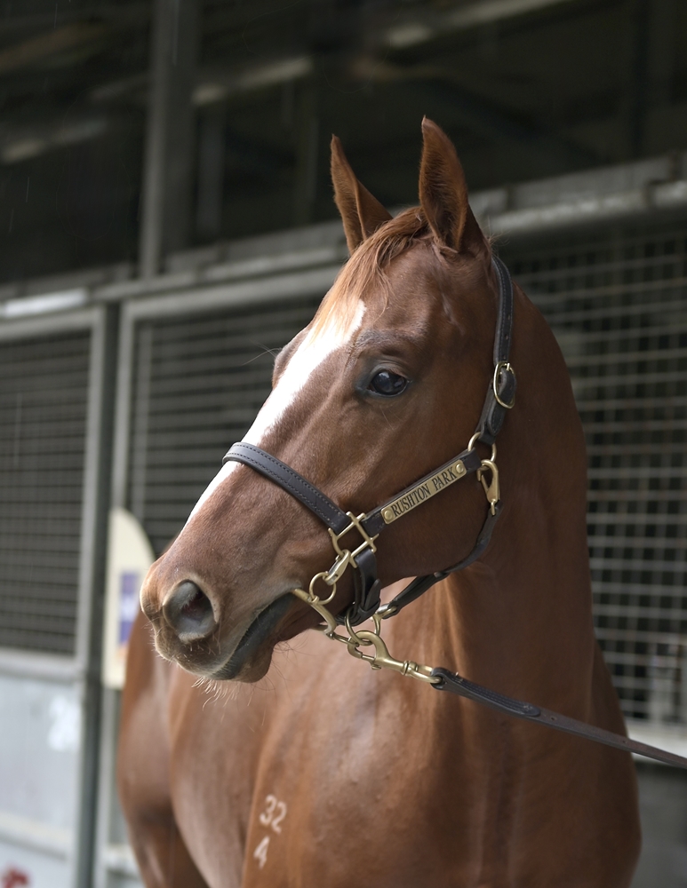 Best of Bordeaux (AUS) / Maldicion (AUS) 2024 Colt - Image 2