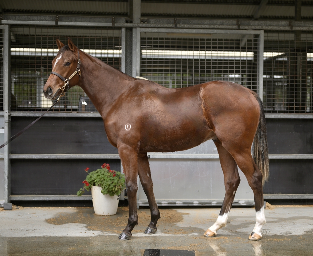 Starspangledbanner (AUS) / Fatuma (FR) 2024 Colt - Image 1