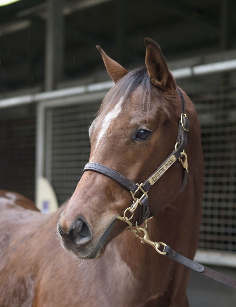 Starspangledbanner (AUS) / Fatuma (FR) 2024 Colt - Image 2
