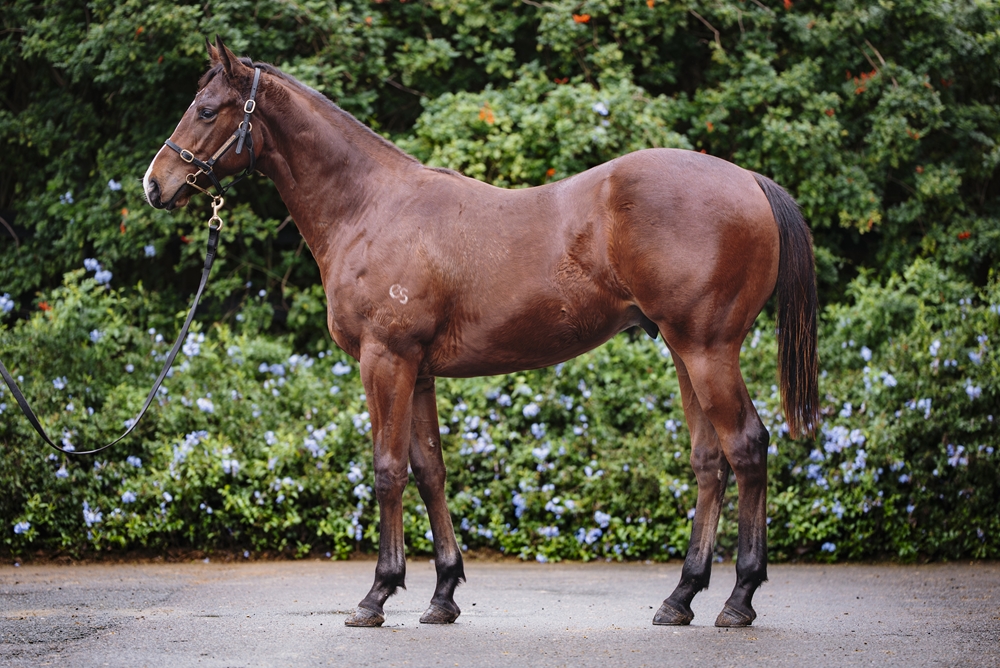 Spirit of Boom (AUS) / Light Exceed (AUS) 2024 Colt - Image 1