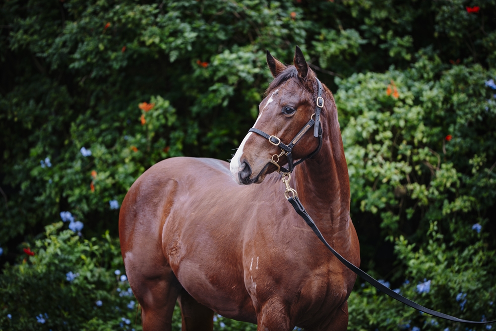 Spirit of Boom (AUS) / Light Exceed (AUS) 2024 Colt - Image 2
