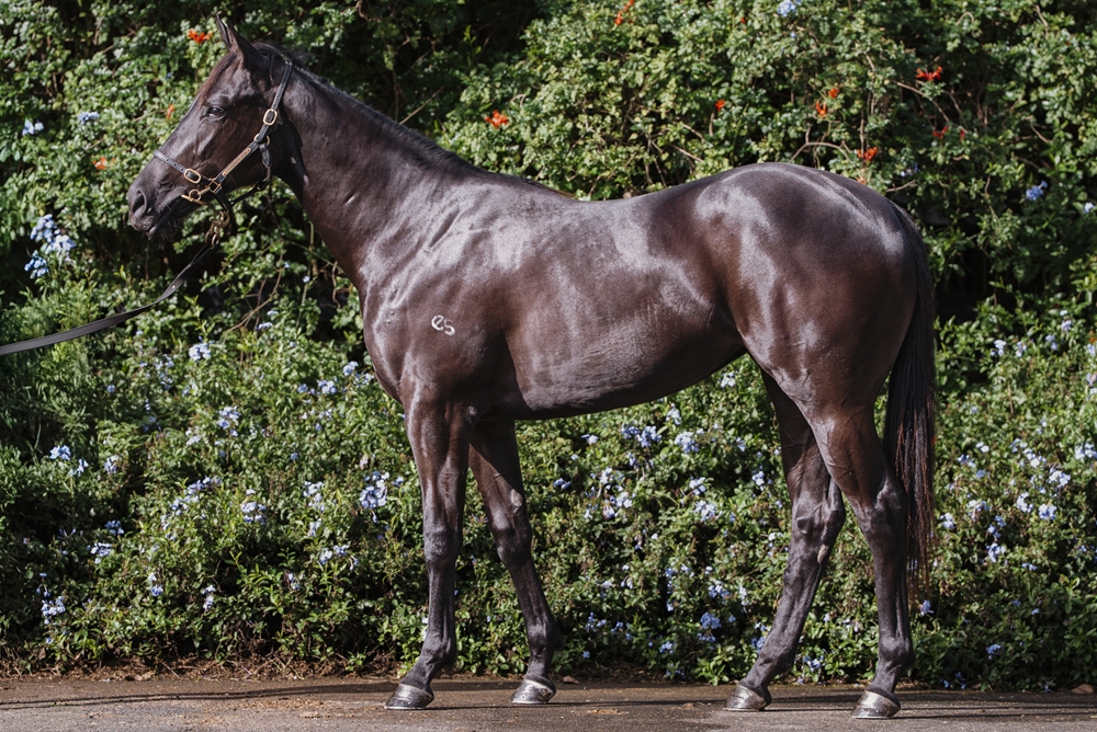 Written By (AUS) / Miss Aubrey (AUS) 2024 Filly - Image 1