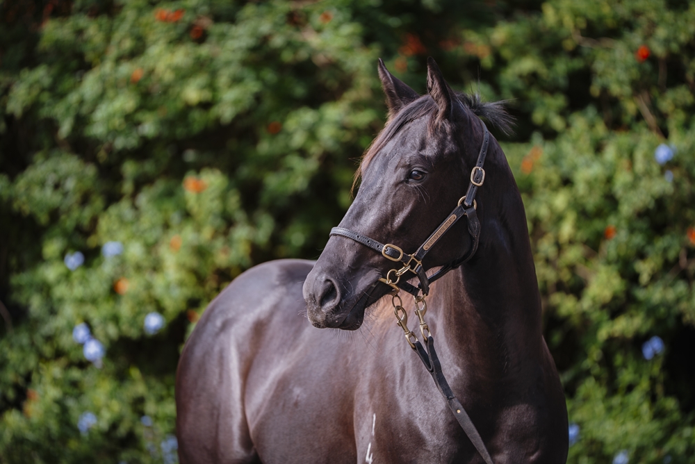 Written By (AUS) / Miss Aubrey (AUS) 2024 Filly - Image 2