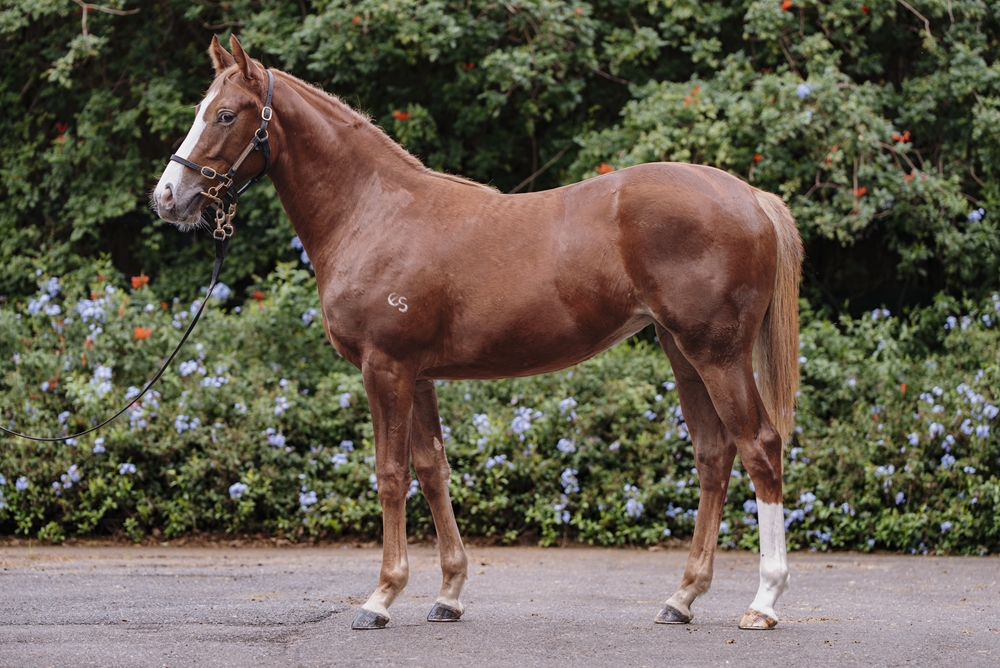 Stay Inside (AUS) / Para Siempre (AUS) 2024 Filly - Image 1