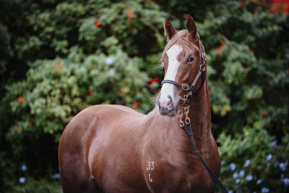 Stay Inside (AUS) / Para Siempre (AUS) 2024 Filly - Image 2