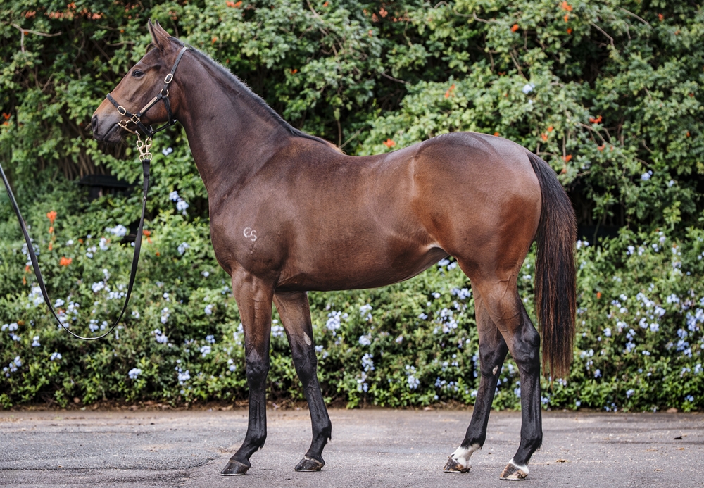 State of Rest (IRE) / Questing (AUS) 2024 Filly - Image 1
