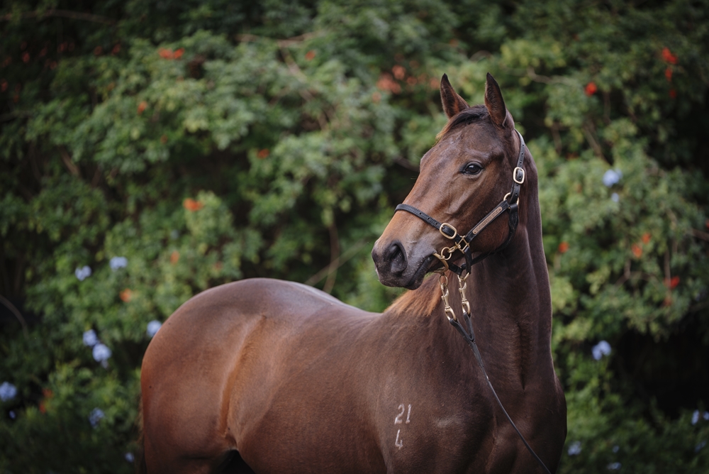 State of Rest (IRE) / Questing (AUS) 2024 Filly - Image 2