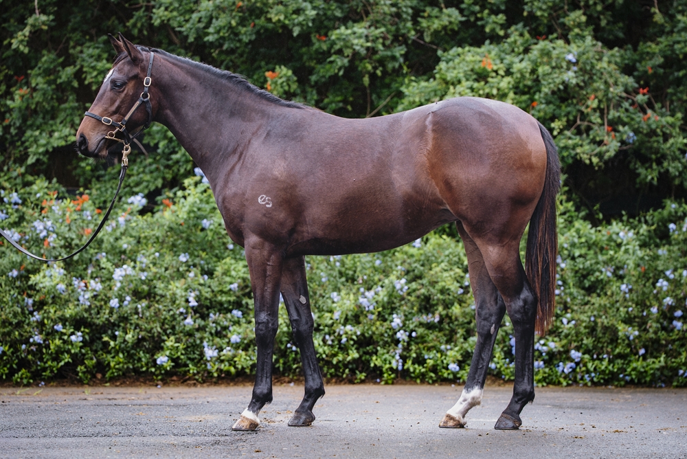 Headwater (AUS) / Abscissa (AUS) 2024 Filly - Image 1